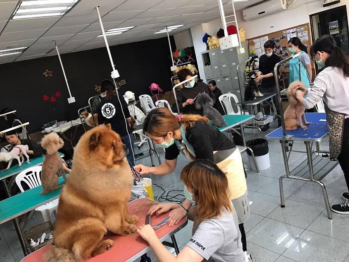 Basic Pet Grooming Certification Course
