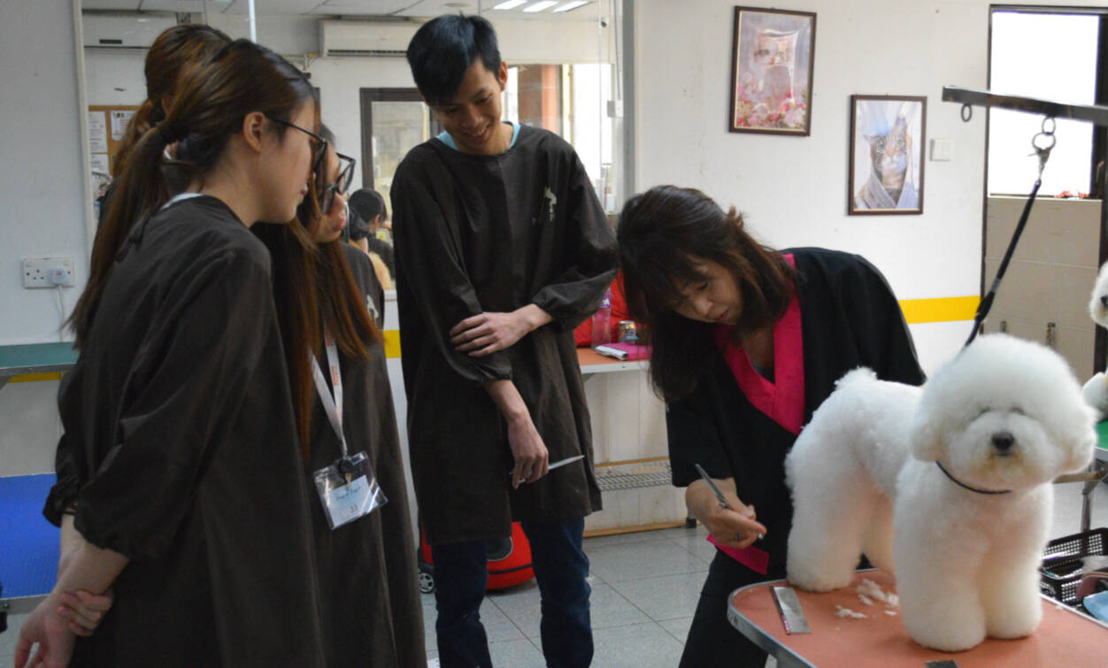 Basic Pet Grooming Certification Course